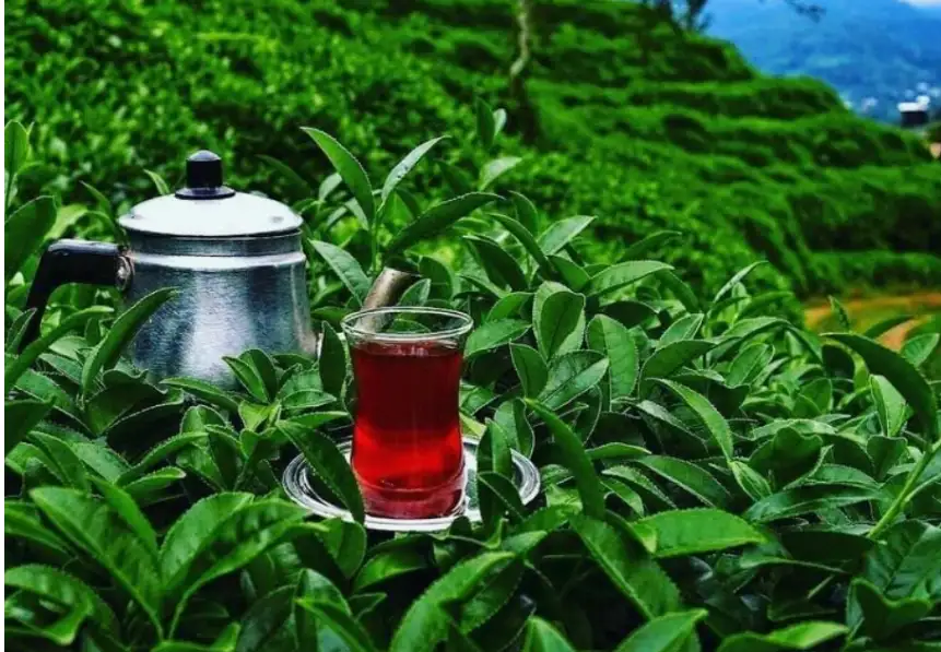Çay